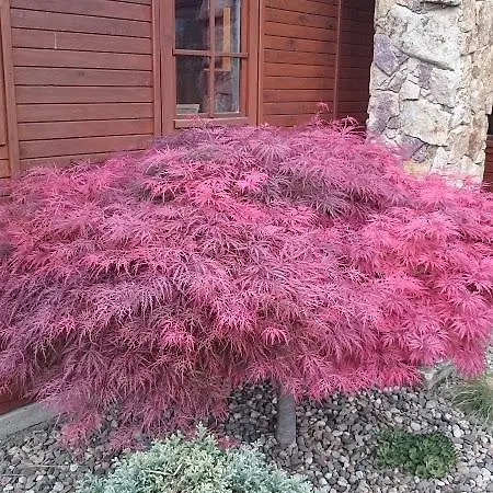 Na Vyhlidce 木屋 *